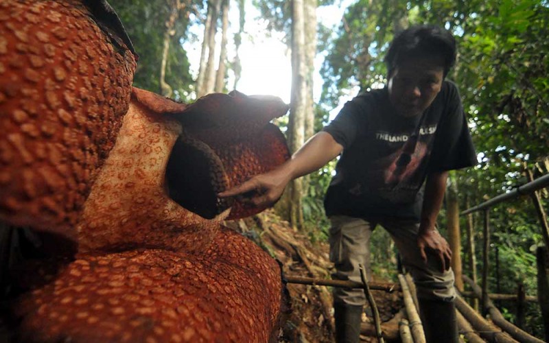 Petugas penjaga habitat Rafflesia menunjukkan bunga Rafflesia Arnoldi yang mekar di kawasan Bukit Daun, Kelurahan Taba Penanjung, Kabupaten Bengkulu Tengah, Provinsi Bengkulu, Senin (29/5/2023). Bunga Rafflesia Arnoldi dengan ukuran raksasa atau sekitar 85 cm tersebut telah menjadi ikon Provinsi setempat dan hanya mampu bertahan empat hari. ANTARA FOTO/Muhammad Izfaldi
