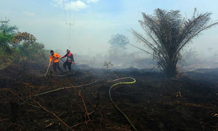 Kebakaran Lahan Gambut di Kalimantan Barat