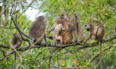 Perlindungan Kawasan Mangrove di Tanjung Jabung Barat