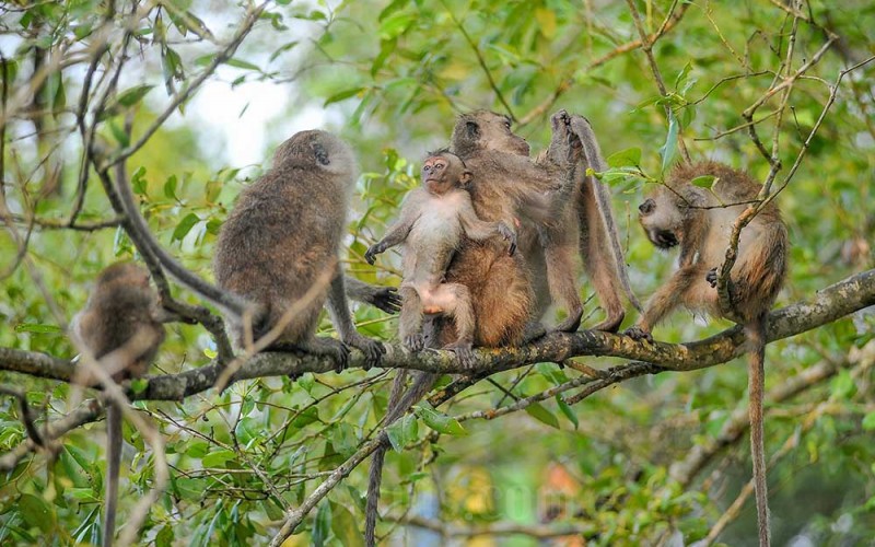 Beberapa ekor monyet bertengger di dahan kayu kawasan hutan mangrove Pangkal Babu, Desa Tungkal 1, Tanjung Jabung Barat, Jambi, Jumat (2/6/2023). Hutan yang sebagian arealnya tengah dikembangkan menjadi kawasan ekowisata dan areal edukasi penanaman mangrove di pesisir barat Jambi itu merupakan kawasan lindung bakau yang dikuatkan melalui penerbitan peraturan desa sebagai upaya pemerintah desa, tokoh pemuda, dan masyarakat setempat melindungi kawasan mangrove seluas 112 hektare. ANTARA FOTO/Wahdi Septiawan