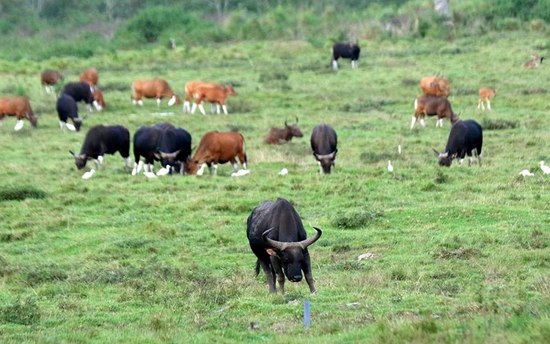 Sejumlah banteng Jawa (Bos Javanicus) berada di Savana Sadengan, Taman Nasional Alas Purwo, Banyuwangi, Jawa Timur, Jumat (2/6/2023). Data pengamatan satwa petugas TN Alas Purwo menunjukan pada tahun 2023 terpantau sebanyak 175 ekor banteng Jawa di Savana Sadengan atau mengalami peningkatan populasi dibandingkan tahun sebelumnya sebanyak 165 ekor. ANTARA FOTO/Budi Candra Setya