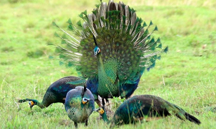 Burung Merak Hijau Terancam Punah