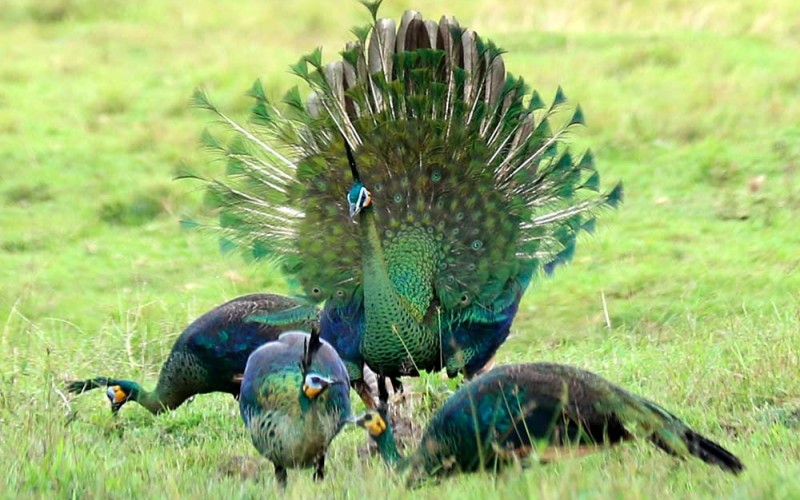 Burung merak Hijau (pavo muticus) mengembangkan ekornya untuk menarik merak betina di Savana Sadengan, Taman Nasional Alas Purwo, Banyuwangi, Jawa Timur, Jumat (2/6/2023). Data International Union for Conservation of Nature (IUCN) populasi merak hijau di seluruh dunia sekitar 10ribu hingga 20 ribu ekor yang hidup di alam liar, sedangkan di Indonesia kurang dari 1.000 individu saja. ANTARA FOTO/Budi Candra Setya