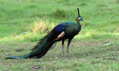 Burung Merak Hijau Terancam Punah