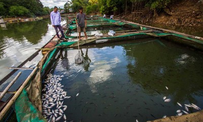 Belasan Ton Ikan di Sungai Mali-Mali Kalsel Mati Akibat Musim Kemarau
