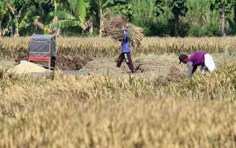 Petani memanen padi di area persawahan Desa Kacangan, Nganjuk, Jawa Timur, Selasa (6/6/2023). Badan Pusat Statistik (BPS) mencatat harga gabah kering panen (GKP) di tingkat petani naik 3,37 persen menjadi Rp5.583 per kilogram dan di tingkat penggilingan naik 3,77 persen menjadi Rp5.732 per kilogram pada Mei 2023. ANTARA FOTO/Prasetia Fauzani