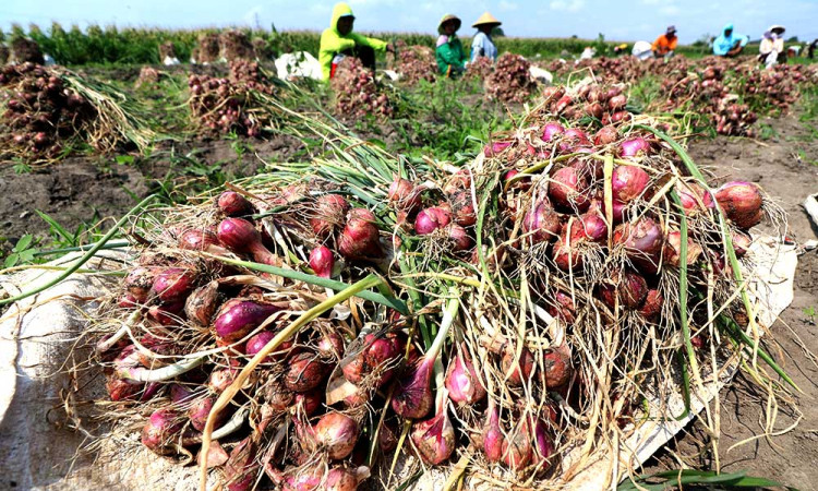 Harga Bawang Merah di Tingkat Petani Alami Kenaikan Karena Terbatasnya Pasokan