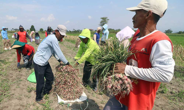 Harga Bawang Merah di Tingkat Petani Alami Kenaikan Karena Terbatasnya Pasokan