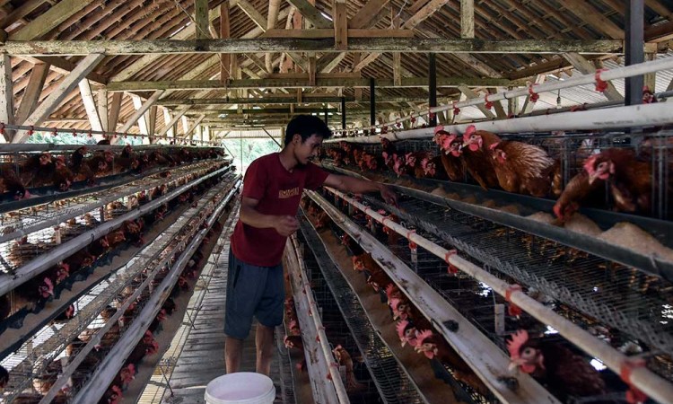 Tekan Harga Telur, Pemerintah Akan Berikan Subsidi Pakan Ternak