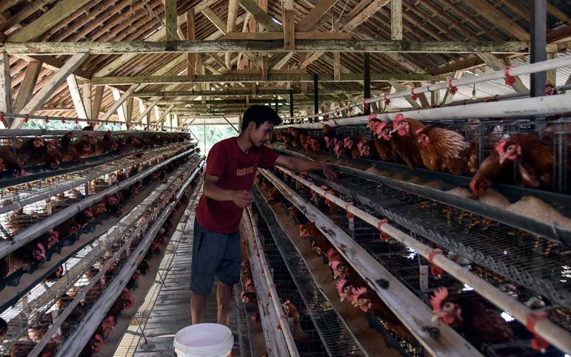 Pekerja memberikan pakan ayam petelur di Manonjaya, Kabupaten Tasikmalaya, Jawa Barat, Rabu (7/6/2023). Kementerian Perdagangan membuka opsi untuk kembali menyalurkan subsidi jagung bagi peternak agar harga pakan ternak terkendali dan dapat menurunkan harga telur. ANTARA FOTO/Adeng Bustomi