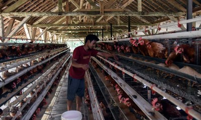 Tekan Harga Telur, Pemerintah Akan Berikan Subsidi Pakan Ternak