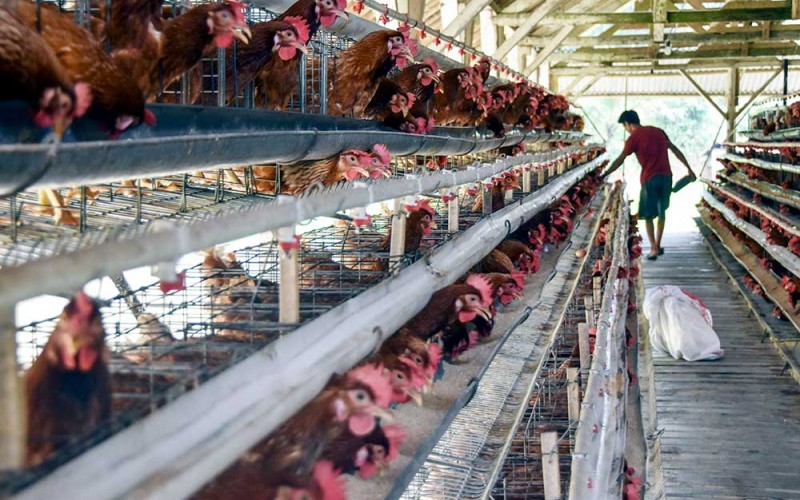 Pekerja memberikan pakan ayam petelur di Manonjaya, Kabupaten Tasikmalaya, Jawa Barat, Rabu (7/6/2023). Kementerian Perdagangan membuka opsi untuk kembali menyalurkan subsidi jagung bagi peternak agar harga pakan ternak terkendali dan dapat menurunkan harga telur. ANTARA FOTO/Adeng Bustomi