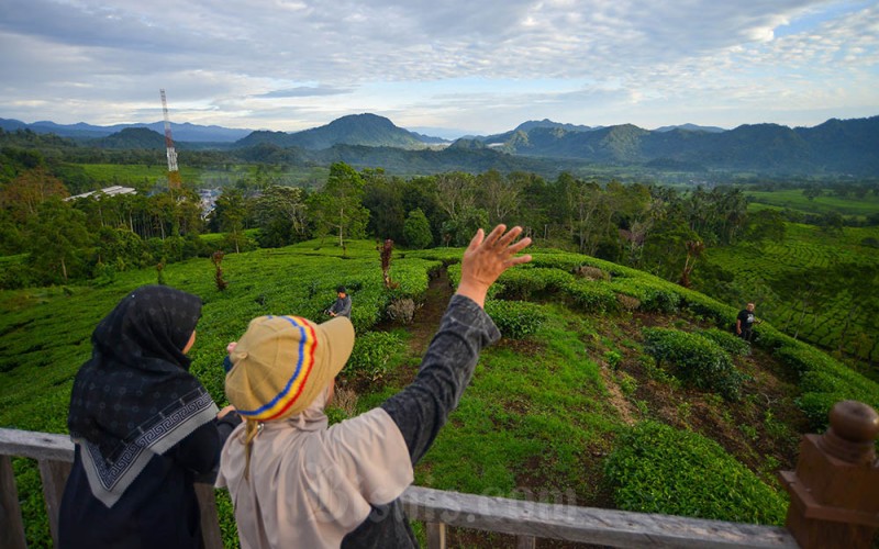 Pengunjung berwisata saat Teawalk, di perkebunan teh Liki PT Mitra Kerinci Solok Selatan, Sumatera Barat, Jumat (9/6/2023). PT Mitra Kerinci yang memilki 2.025 hektare kebun teh itu mengembangkan agrowisata khusus sekaligus edukasi kepada wisatawan yang ingin menikmati suasana di kebun teh dengan suguhan panorama Gunung Kerinci. ANTARA FOTO/Iggoy el Fitra