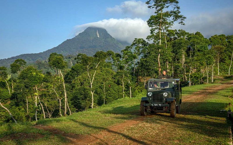 Wisatawan berpetualang menggnakan kendaraan berpenggerak ganda (offroad) di sekitar Bukit Bubaan, Wisata Agro Jollong, Desa Sitiluhur, Gembong, Kabupaten Pati, Jawa Tengah, Sabtu (10/6/2023). Wisata bukit lereng timur Pegunungan Muria di ketinggian 860 Mdpl yang dikelola PTPN IX itu menawarkan sejumlah pemandangan alam di antaranya matahari terbit dan tenggelam, perkebunan kopi, buah naga, buah jeruk Pamelo dan Keprok, Waduk Gunung Rowo, Seloromo, dan Logung, lokasi perkemahan serta petualangan kendaraan berpenggerak ganda (offroad). ANTARA FOTO/Aji Styawan
