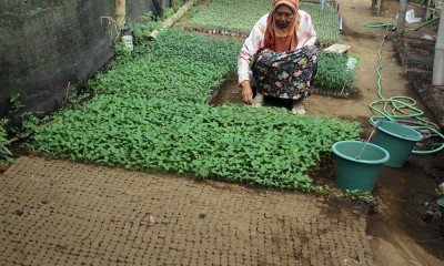 Petani di Malang Manfaatkan Halaman Rumah Untuk Pembibitan Tanaman