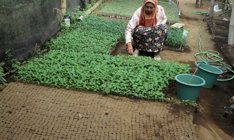 Petani di Malang Manfaatkan Halaman Rumah Untuk Pembibitan Tanaman