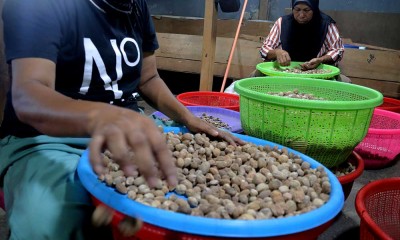 Pala Kering Menjadi Komoditas Rempah Andalan di Maluku Utara