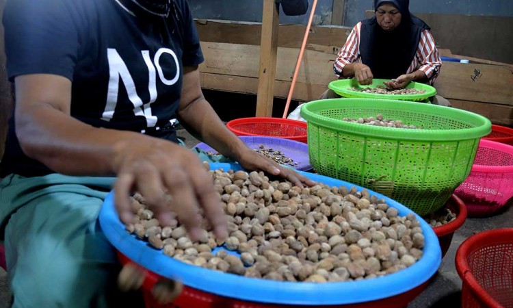 Pala Kering Menjadi Komoditas Rempah Andalan di Maluku Utara