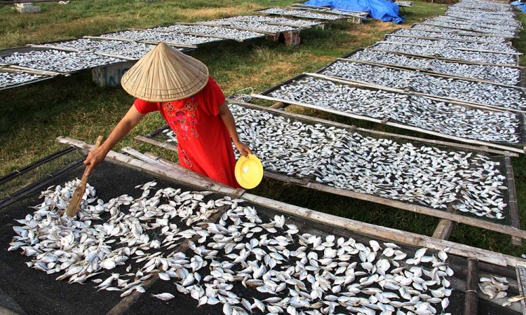 Produksi Ikan Asin Menurun Karena Terkendala Tingginya Harga Garam