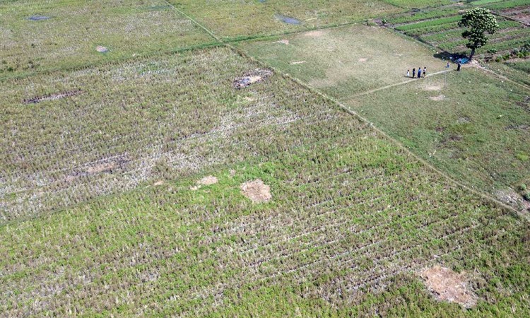Sawah di Kabupaten Bekasi Mulai Alami Kekeringan