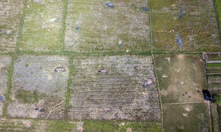 Sawah di Kabupaten Bekasi Mulai Alami Kekeringan