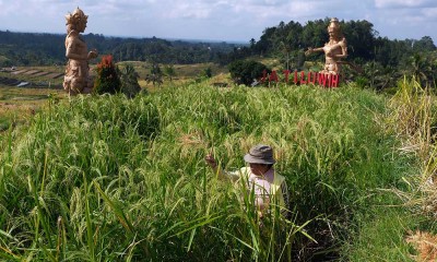 Panen Raya Padi Beras Merah di Bali Menjadi Daya Tarik Wisata