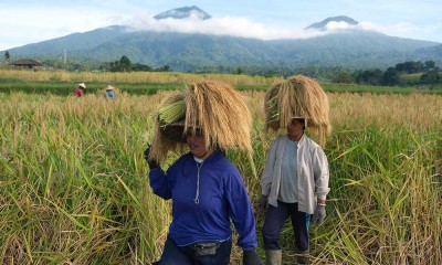 Panen Raya Padi Beras Merah di Bali Menjadi Daya Tarik Wisata