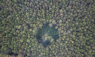 Indonesia Menjadi Negara Kedelapan Yang Memiliki Hutan Terluas di Dunia