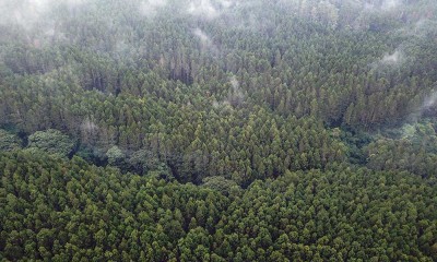 Indonesia Menjadi Negara Kedelapan Yang Memiliki Hutan Terluas di Dunia