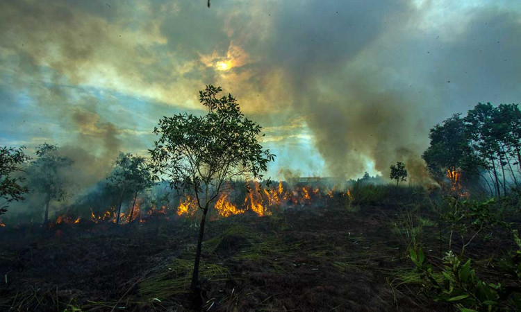 Luas Kebakaran Hutan dan Lahan di Kalimantan Selatan Mencapai 109,5 Hektare