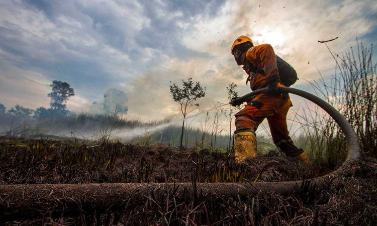 Luas Kebakaran Hutan dan Lahan di Kalimantan Selatan Mencapai 109,5 Hektare