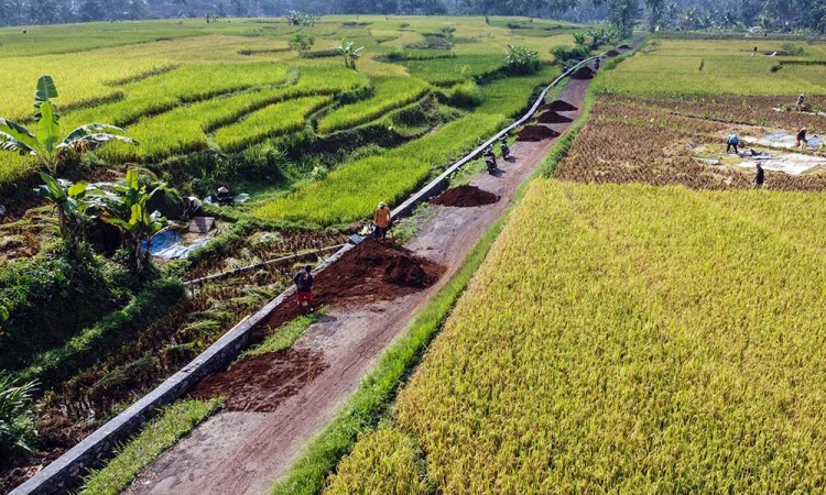 Ketahanan Pangan Indonesia Terancam El Nino dan Perubahan Iklim
