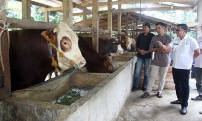 Rencana Pembangunan Budidaya Peternak Sapi Potong di Kabupaten Bone