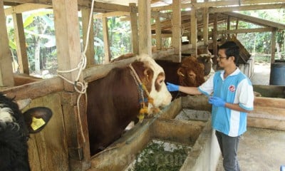 Renacana Pembangunan Budidaya Peternakan Sapi Potong di Kabupaten Bone