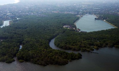 Luas Lahan Mangrove di Provinsi Bali Mencapai 2.143,97 Hektare