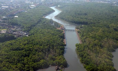 Luas Lahan Mangrove di Provinsi Bali Mencapai 2.143,97 Hektare