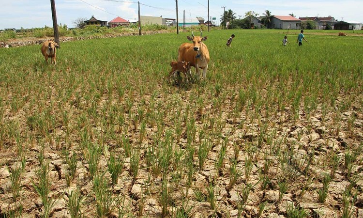 BMKG Perkirakan El Nino Akan Terjadi di Indonesia Pada Juni 2023