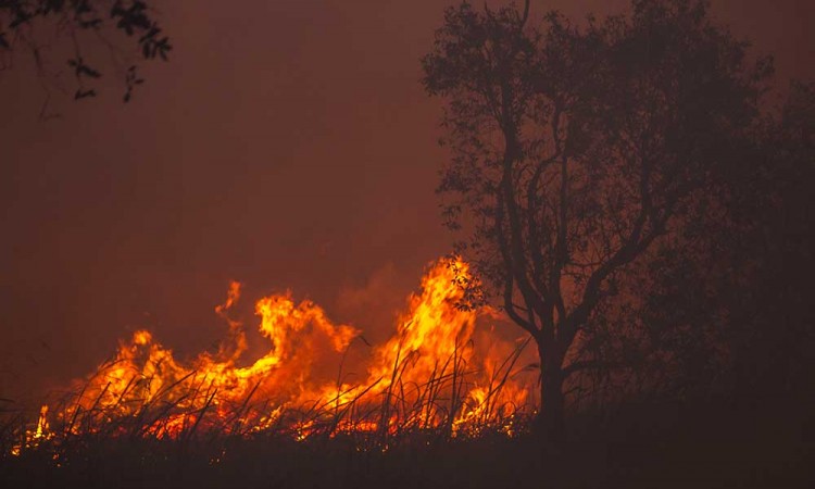 Luas Kebakaran Lahan dan Lahan di Kalsel Mencapai 191,2 Hektare