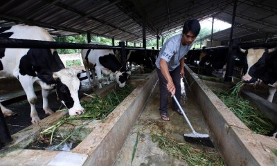 Ponpes Binaul Ummah di Kuningan Menjadi Role Model Pengembangan Peternakan Sapi Perah