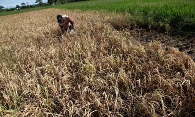 Petani Padi di Jawa Timur Gagal Panen Akibat Serangan Hama Wereng