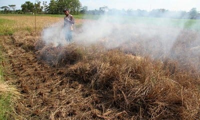 Petani Padi di Jawa Timur Gagal Panen Akibat Serangan Hama Wereng