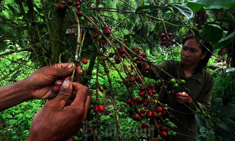 Peningkatan Penanganan Organisme Pengganggu Tumbuhan Tanaman Kopi