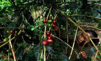 Peningkatan Penanganan Organisme Pengganggu Tumbuhan Tanaman Kopi