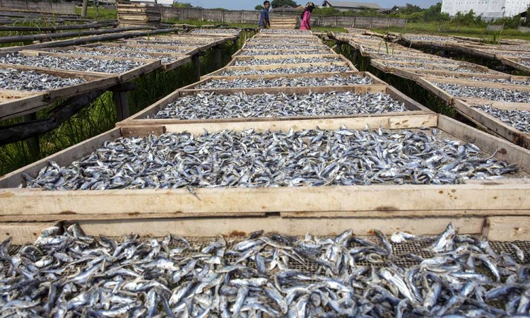 Produksi Ikan Asin di Indramayu Meningkat Hingga Dua Kali Lipat