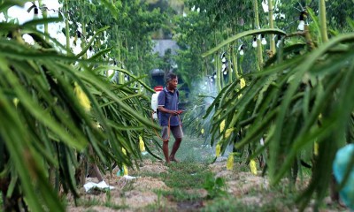 Petani Mengembangkan Budidaya Buah Naga Kuning di Banyuwangi