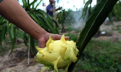 Petani Mengembangkan Budidaya Buah Naga Kuning di Banyuwangi