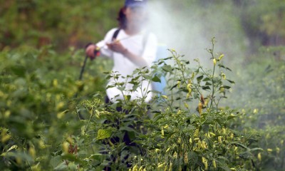 Ponpes di Tasikmalaya Targetkan Membuat Hilirasi Produk Pertanian 