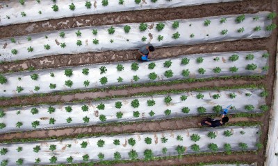 Ponpes di Tasikmalaya Targetkan Membuat Hilirasi Produk Pertanian 