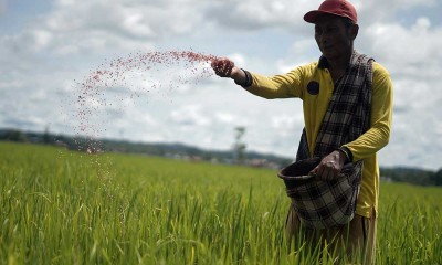 Hama Bercak Nekrotik Serang Tanaman Padi di Konawe Selatan