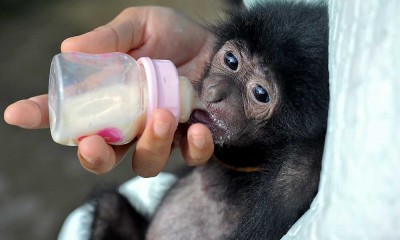 Bayi Siamang di Jambi Ditelantarkan Induknya Setelah Dilahirkan